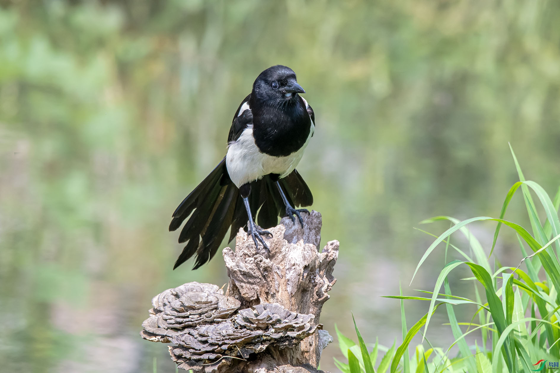 DSC_8001_��ͼ�� ����.jpg