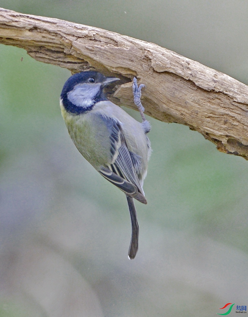 DSC_0072b.jpg