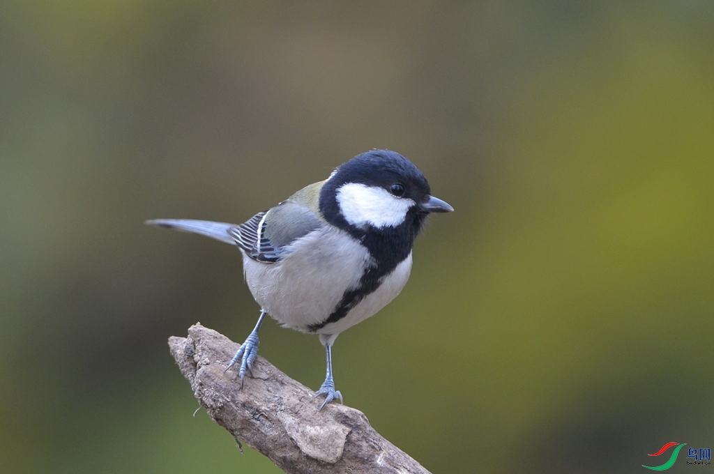 DSC_9948aaaa.jpg