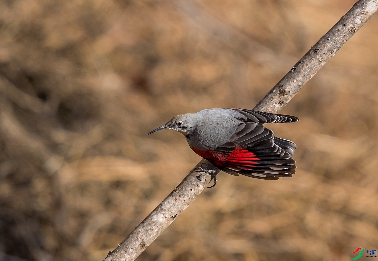 DSC_2397.jpg