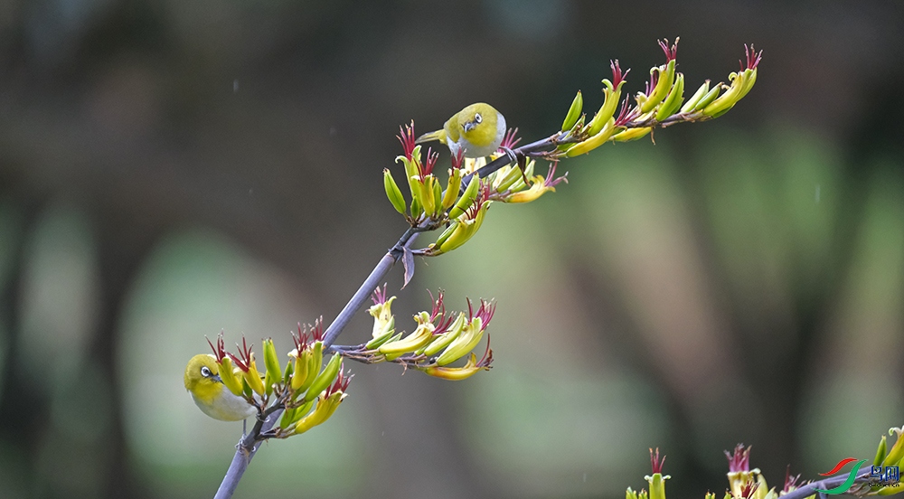 DSCF6800.1.jpg