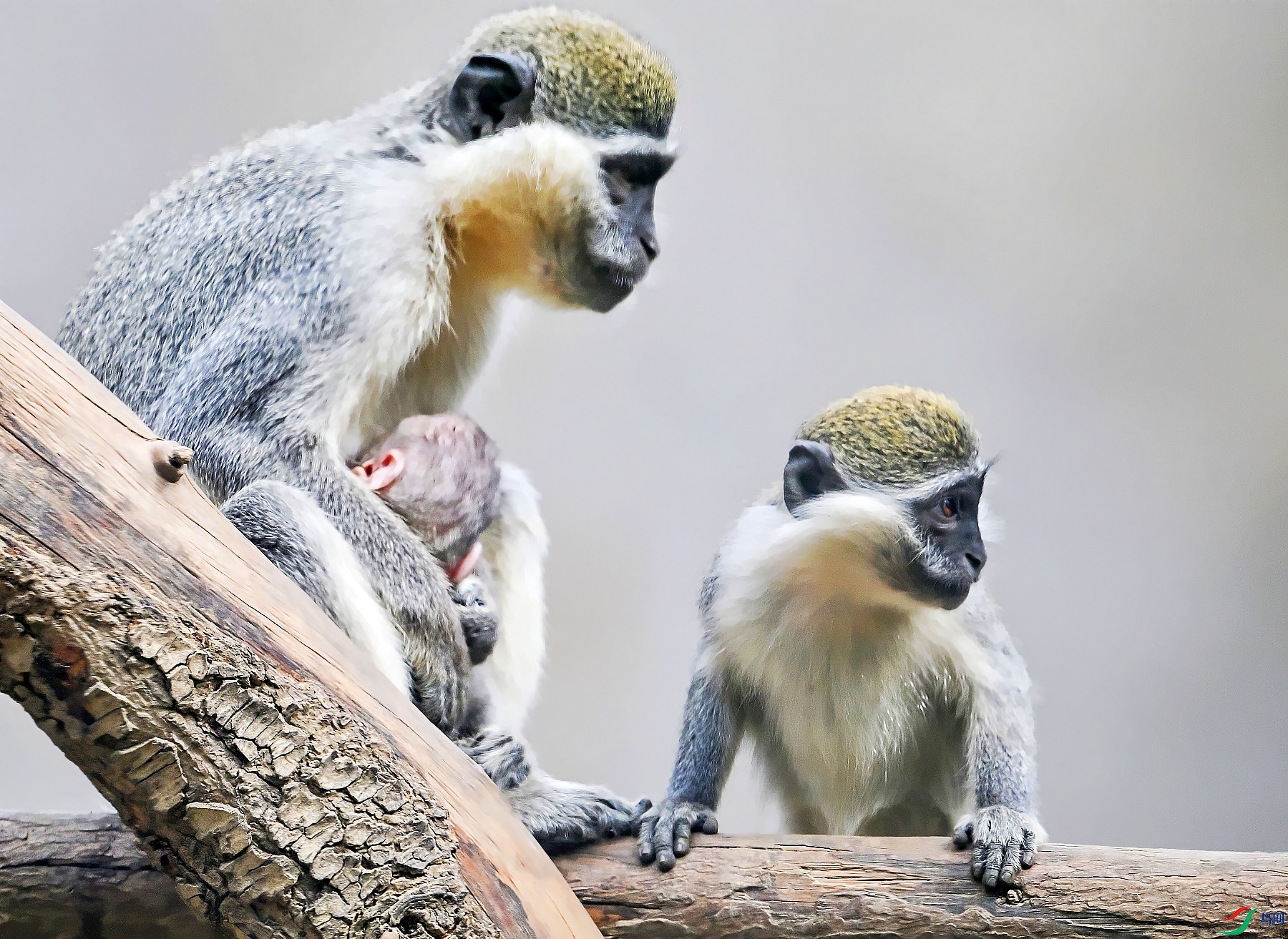 DSC_9309---_conew1.jpg