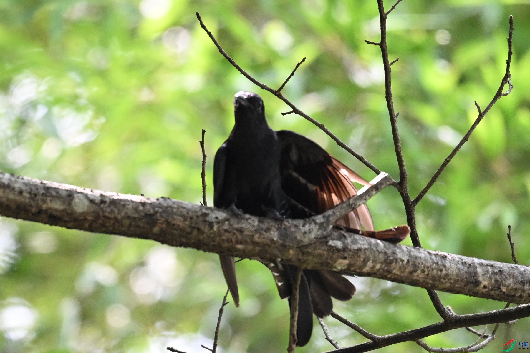 DSC_0736.JPG