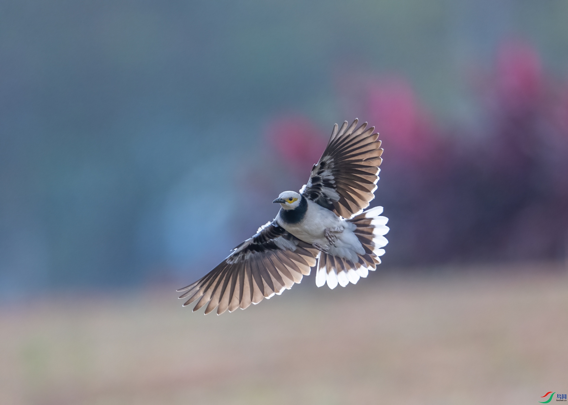 DSC_9916-1.jpg