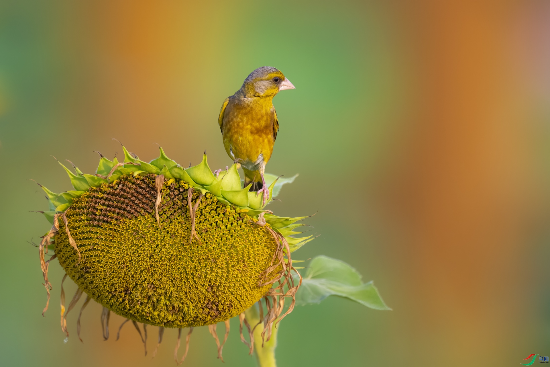 DSC_3133sen2023-7-10-63-�༭.jpg