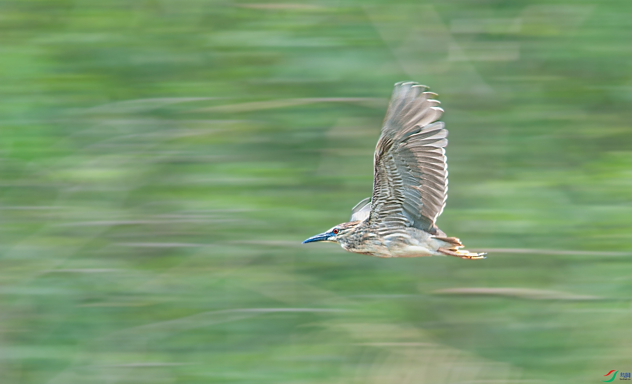 DSC_9601_1.jpg