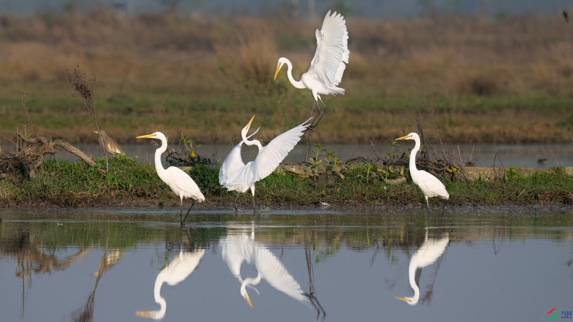 DSC_8851sen2026-2-22-08-�༭.jpg