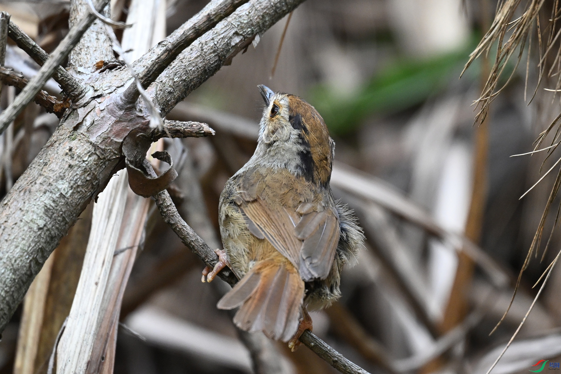 DSC_0269.JPG