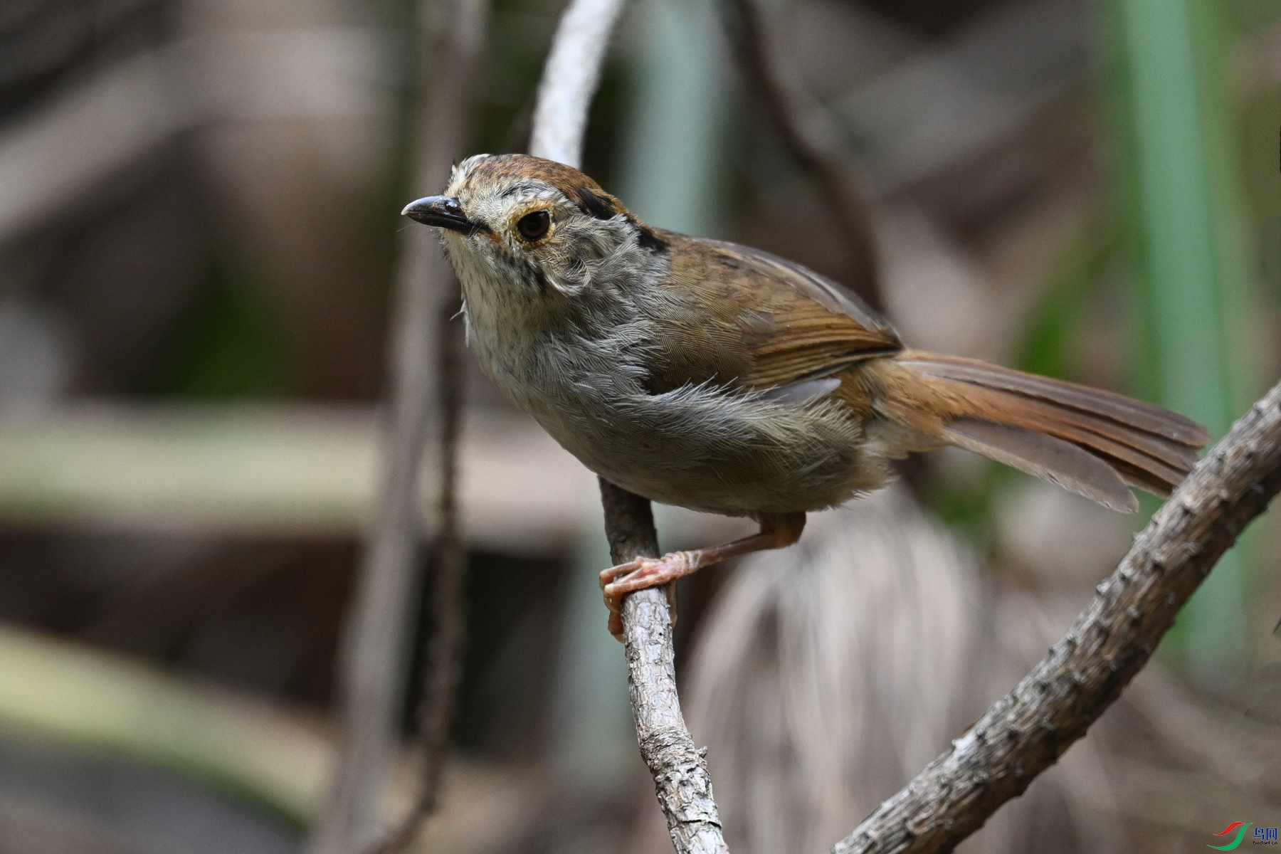 DSC_0284.JPG