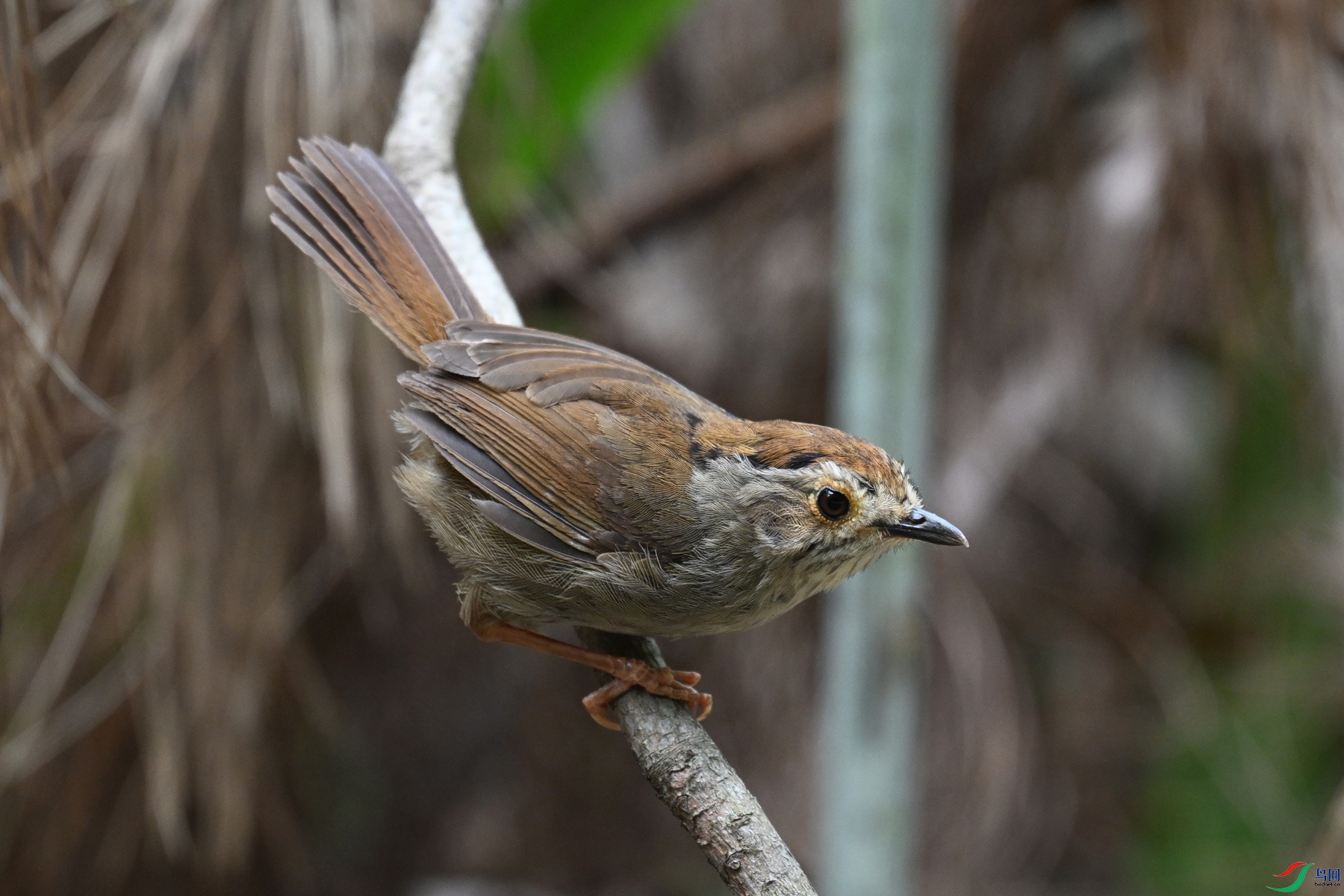DSC_0311.JPG