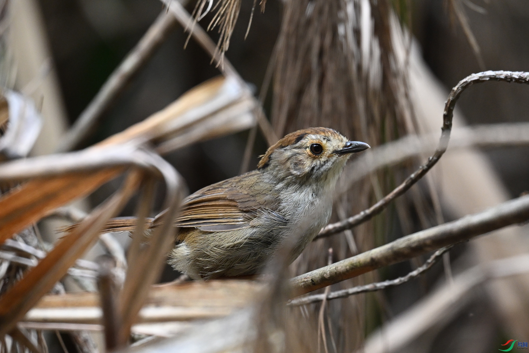 DSC_0233.JPG
