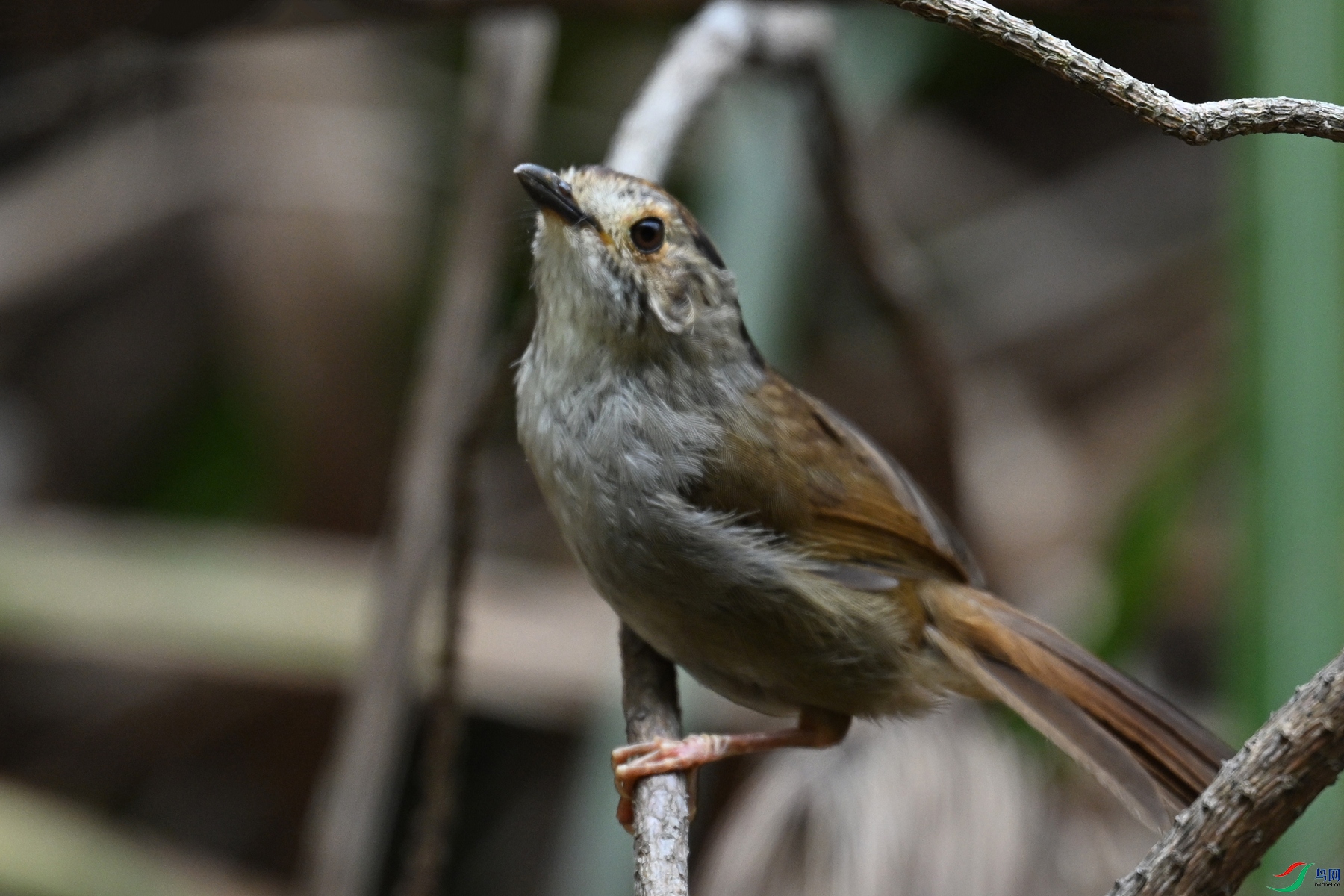 DSC_0275.JPG