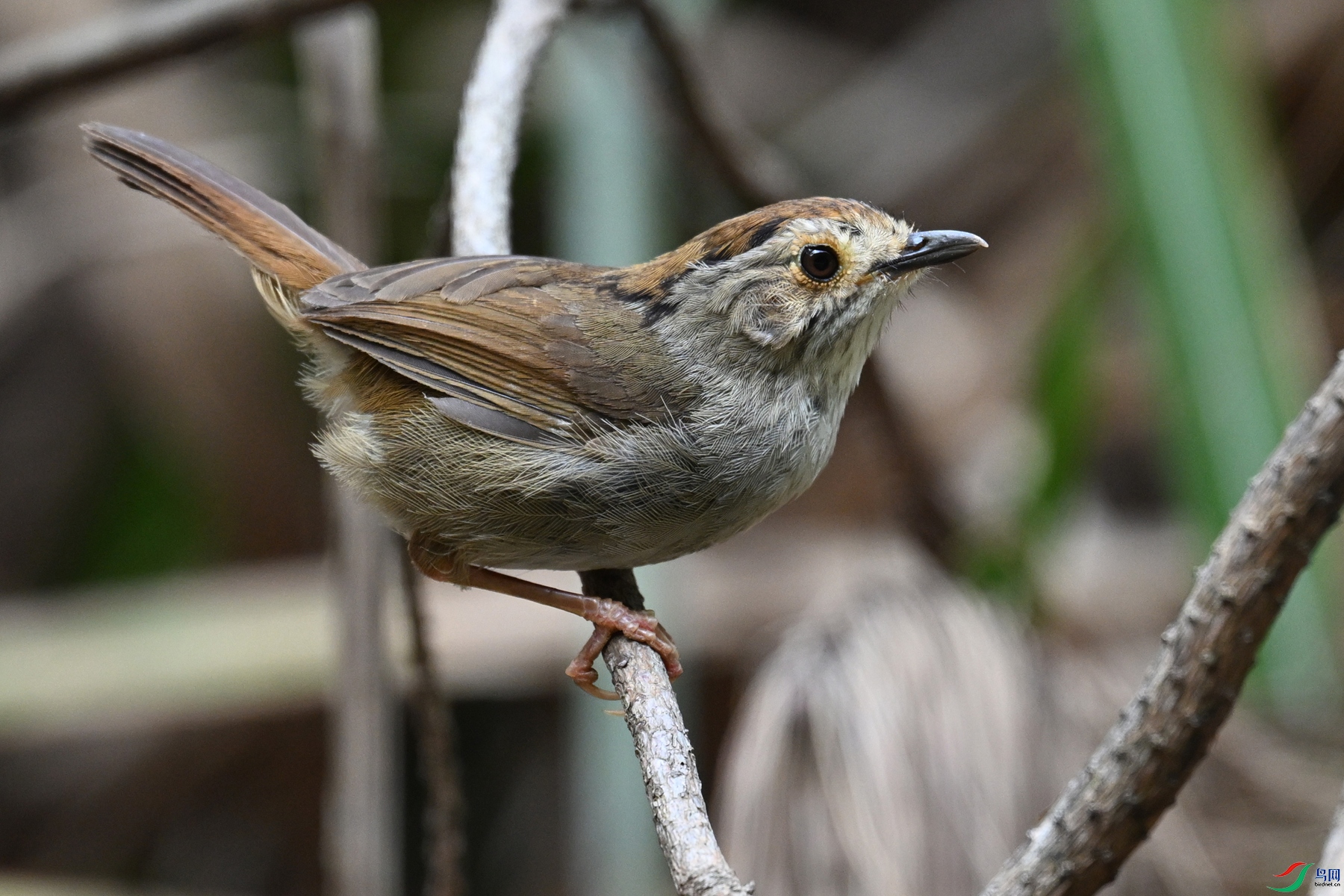 DSC_0290.JPG
