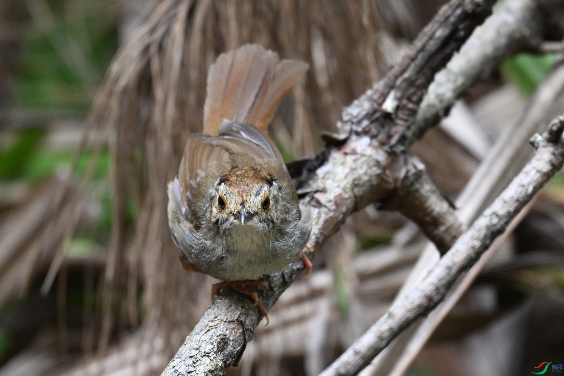 DSC_0236.JPG