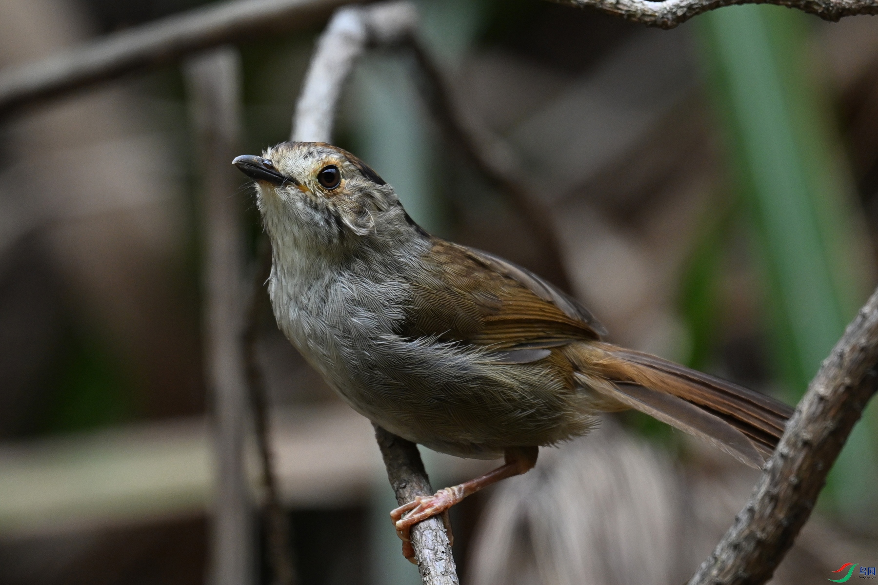 DSC_0277.JPG