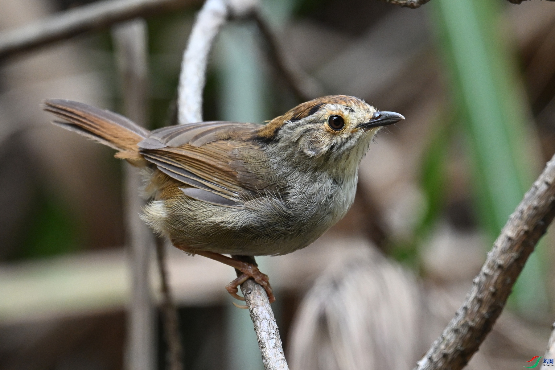 DSC_0293.JPG