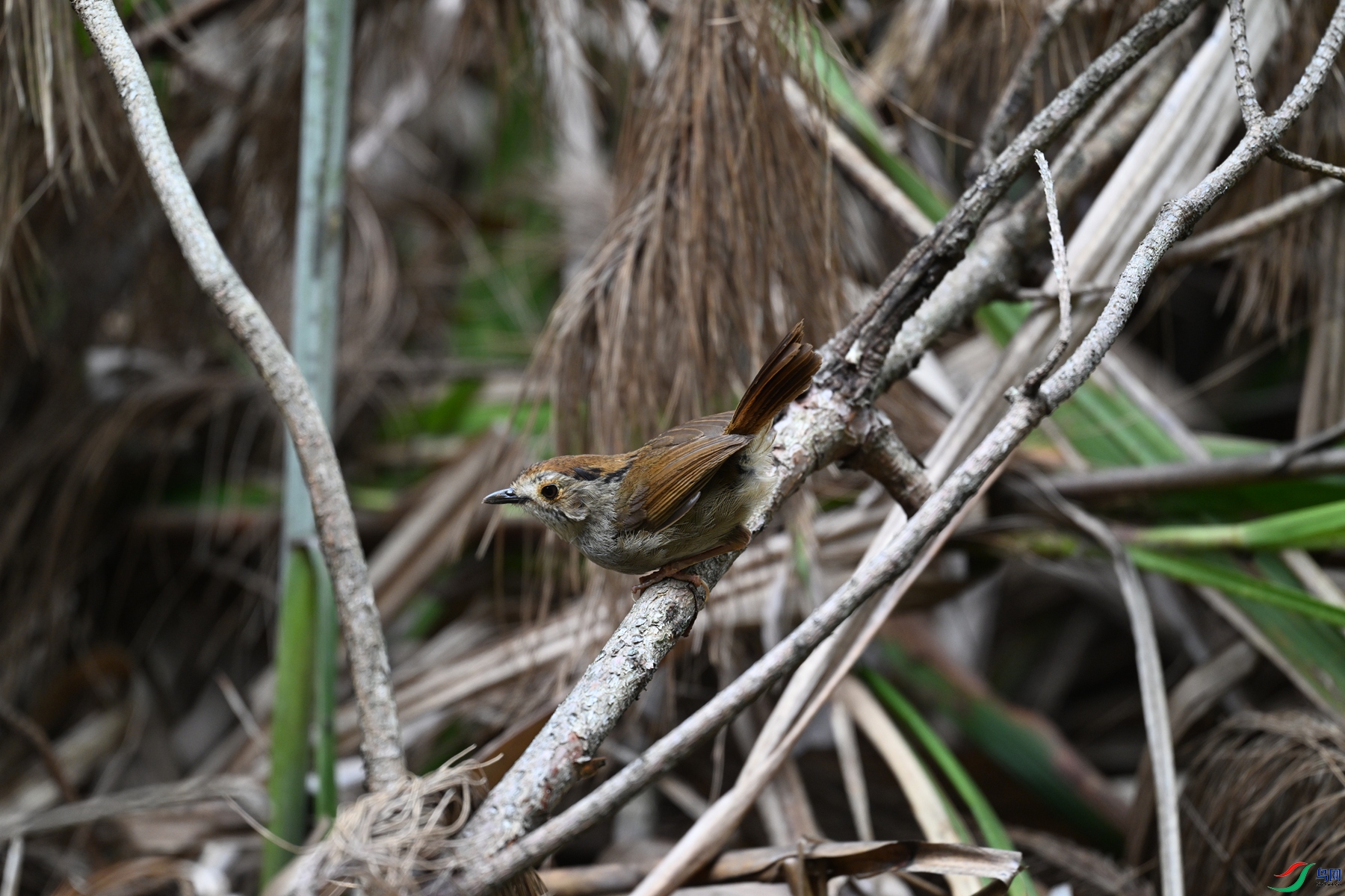 DSC_0241.JPG