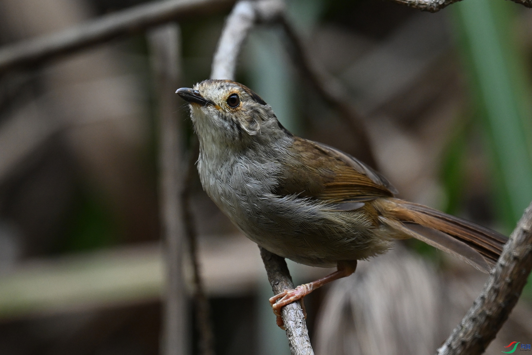 DSC_0279.JPG