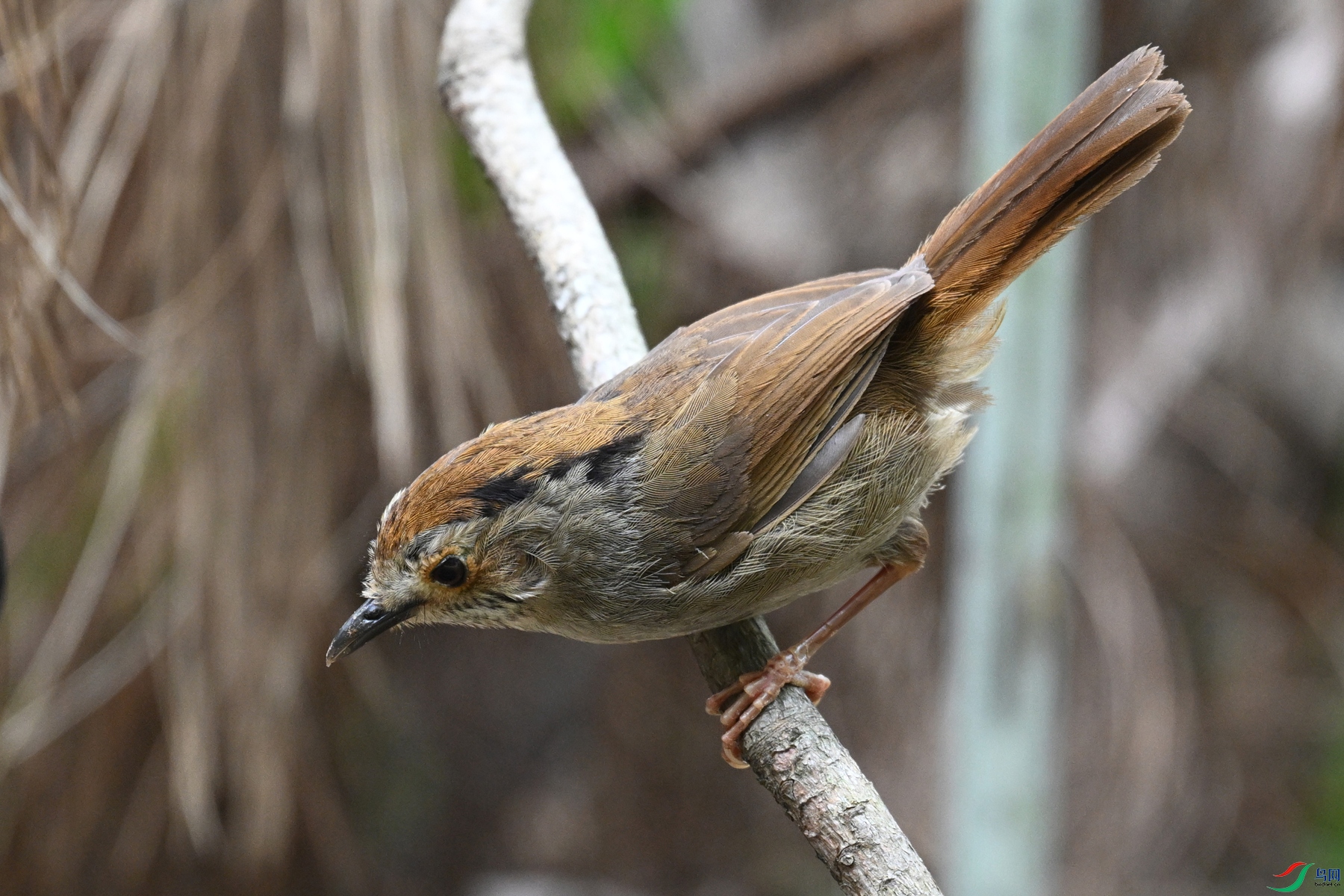 DSC_0315.JPG