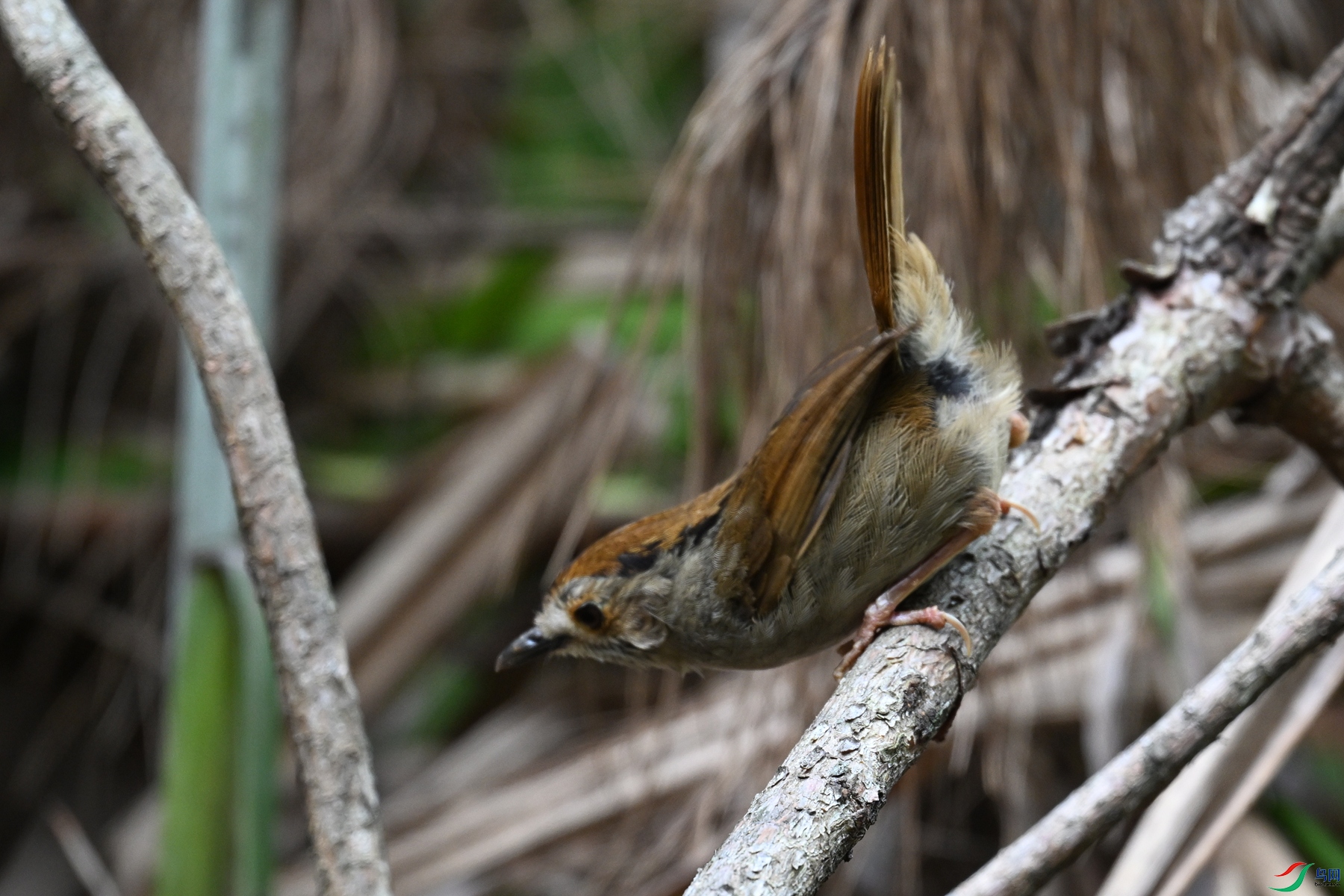 DSC_0242.JPG