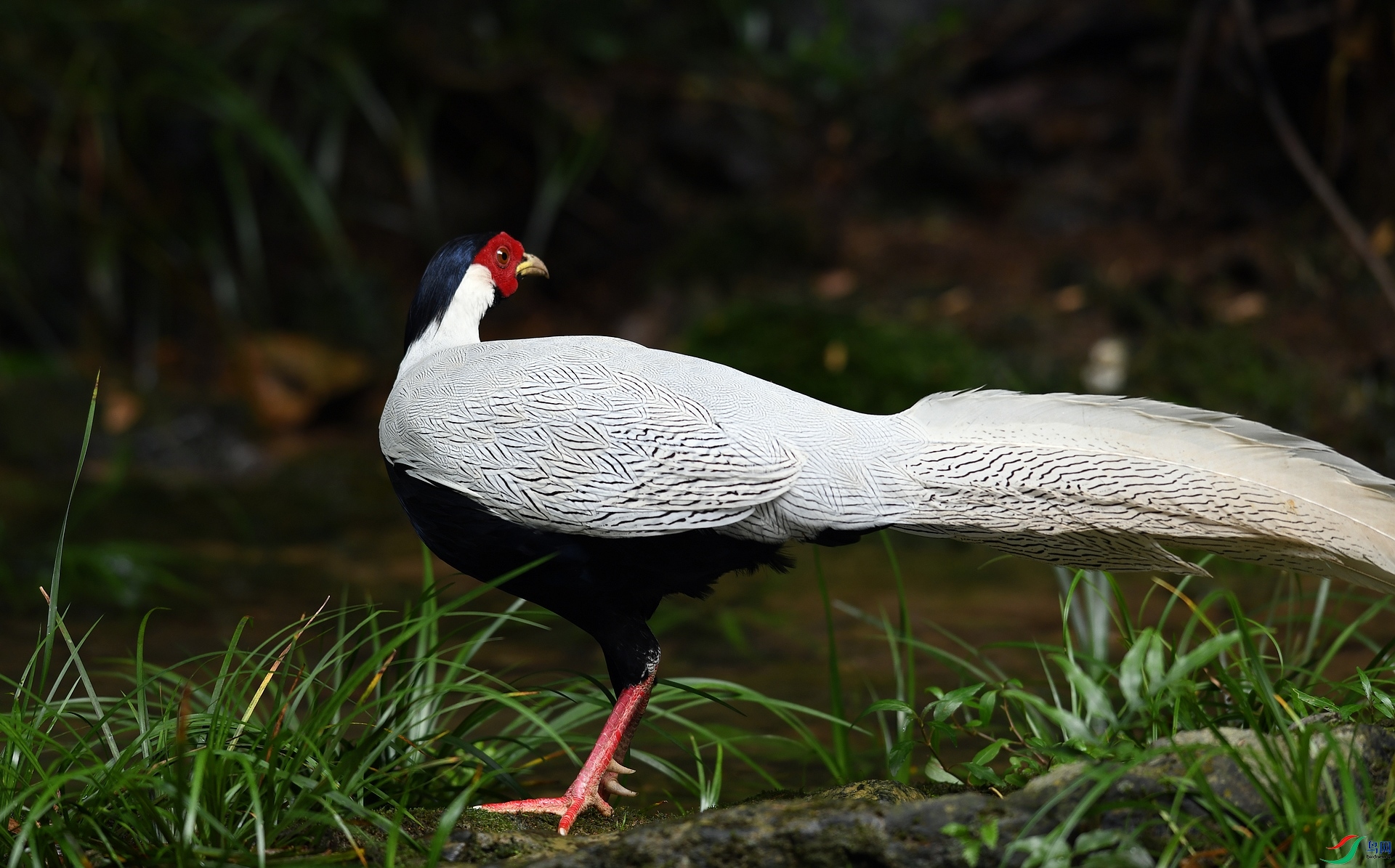 DSC_0858.jpg