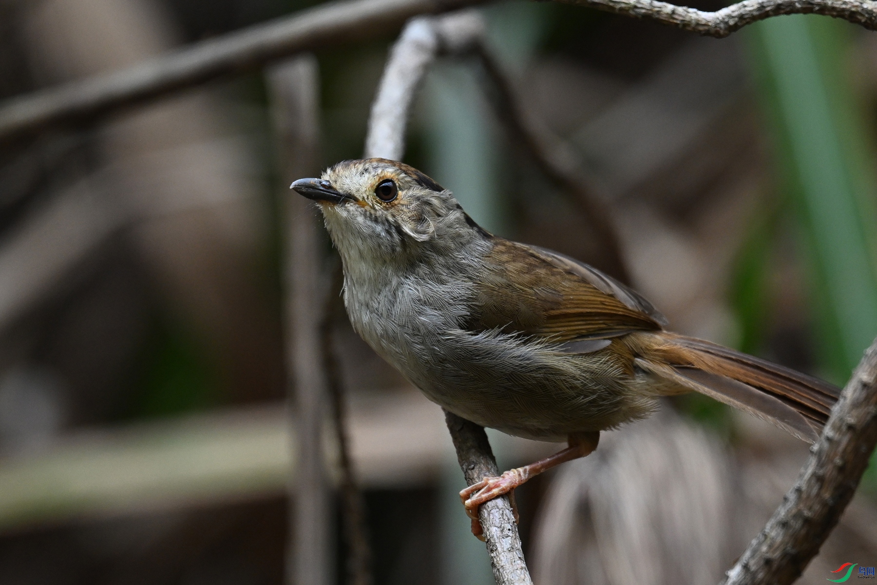 DSC_0281.JPG