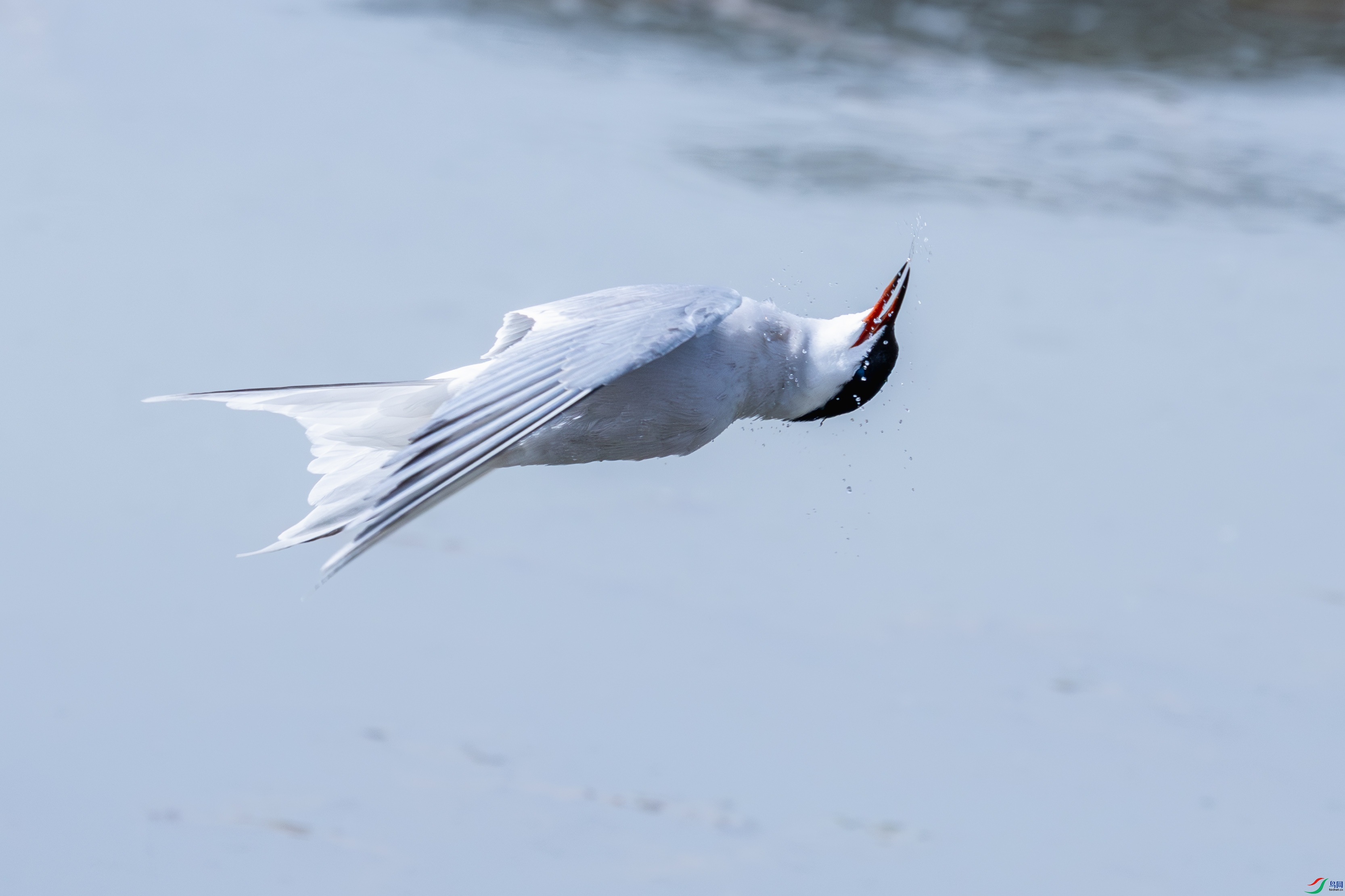 _PQG5118_1.JPG