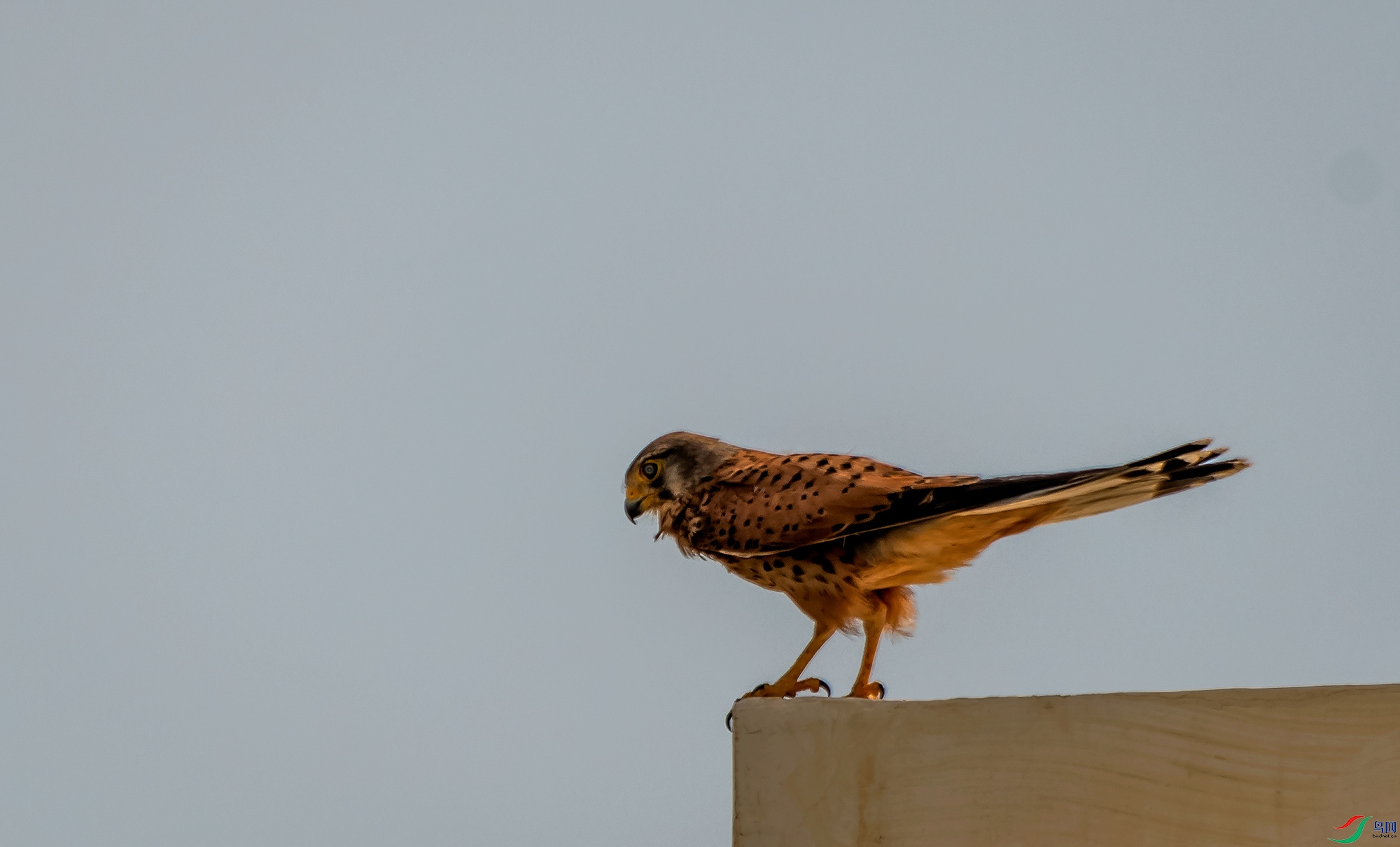 _DSC3755.jpg