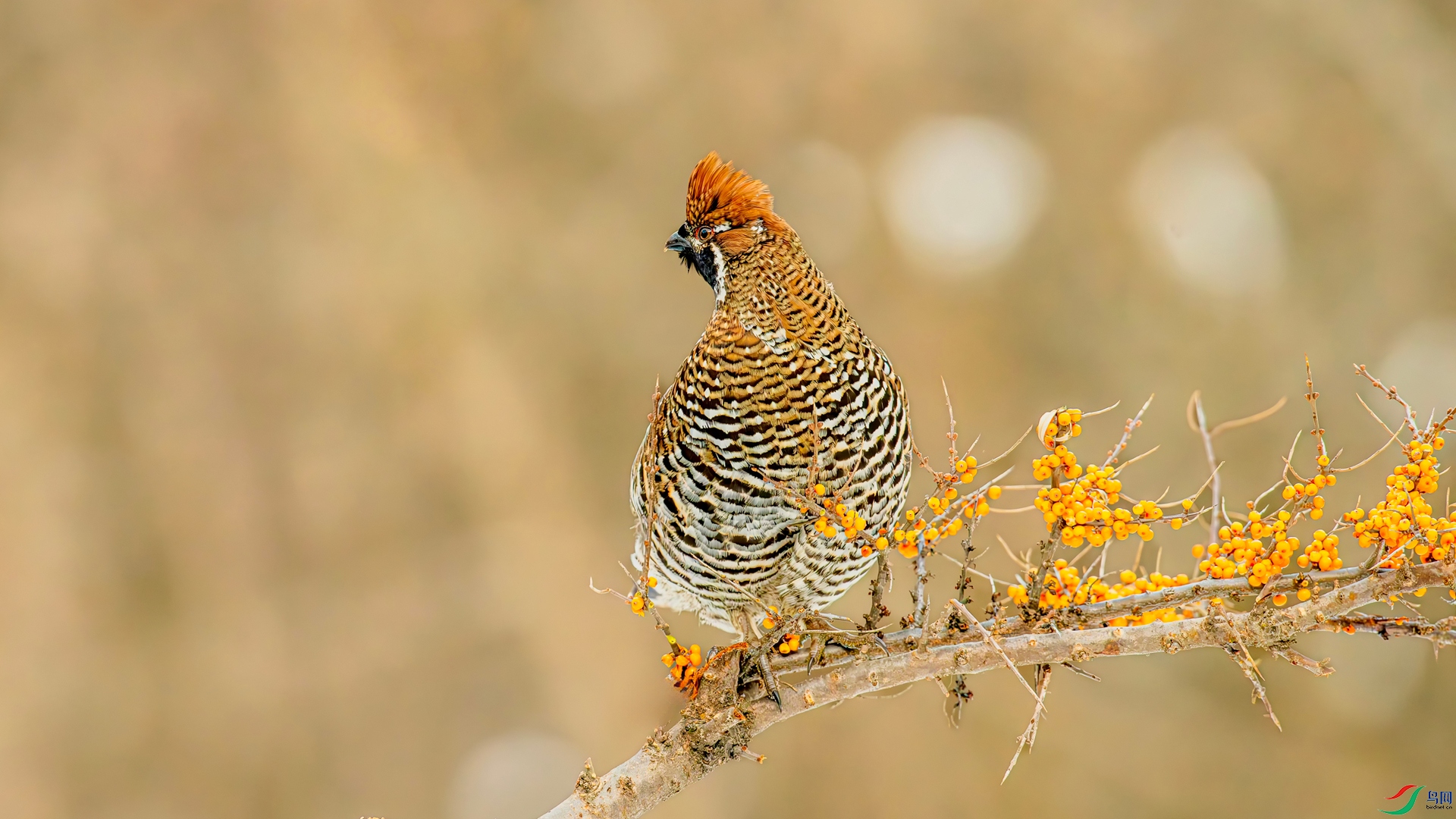 _DSC9069_����.jpg