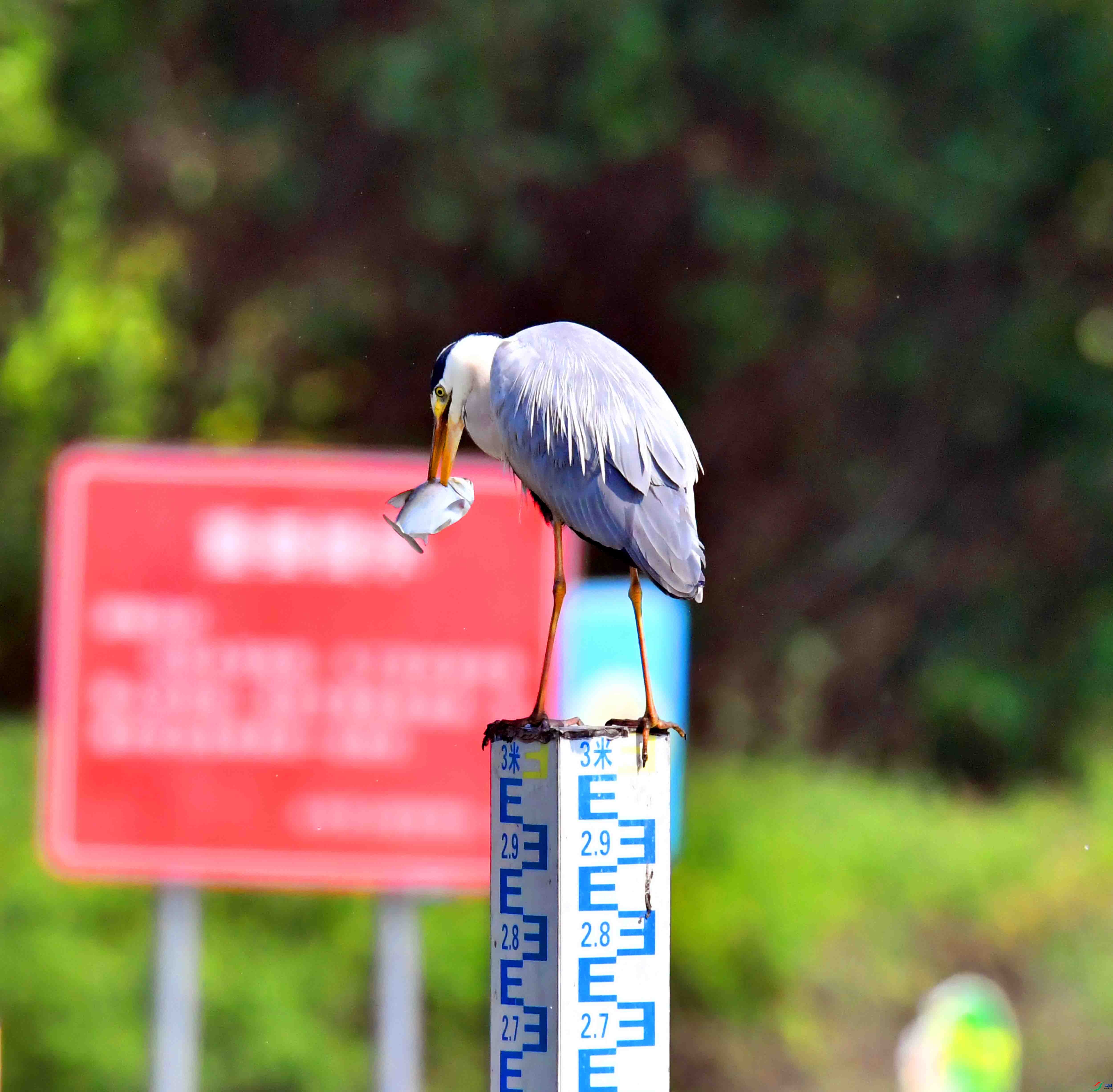 DSC_1356.JPG