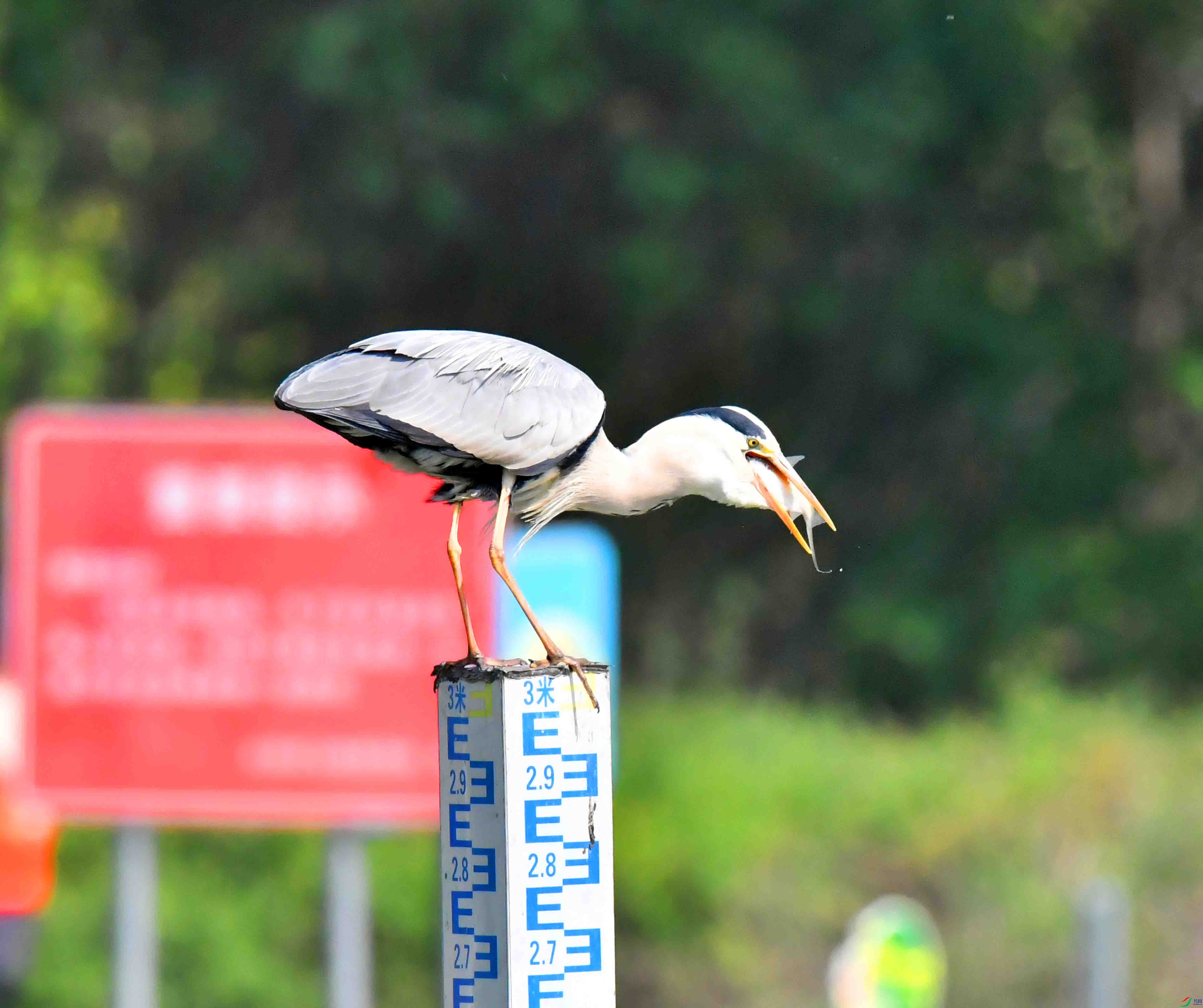 DSC_1377.JPG