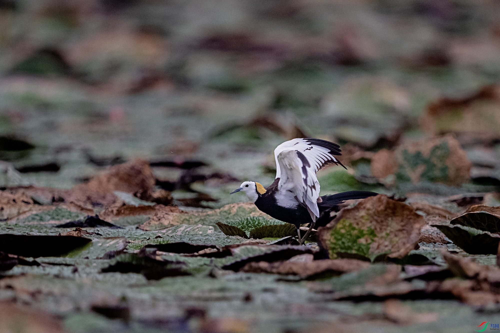 DSC_0646.jpg