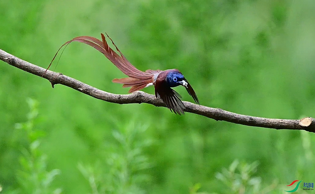 DSC_9658.JPG