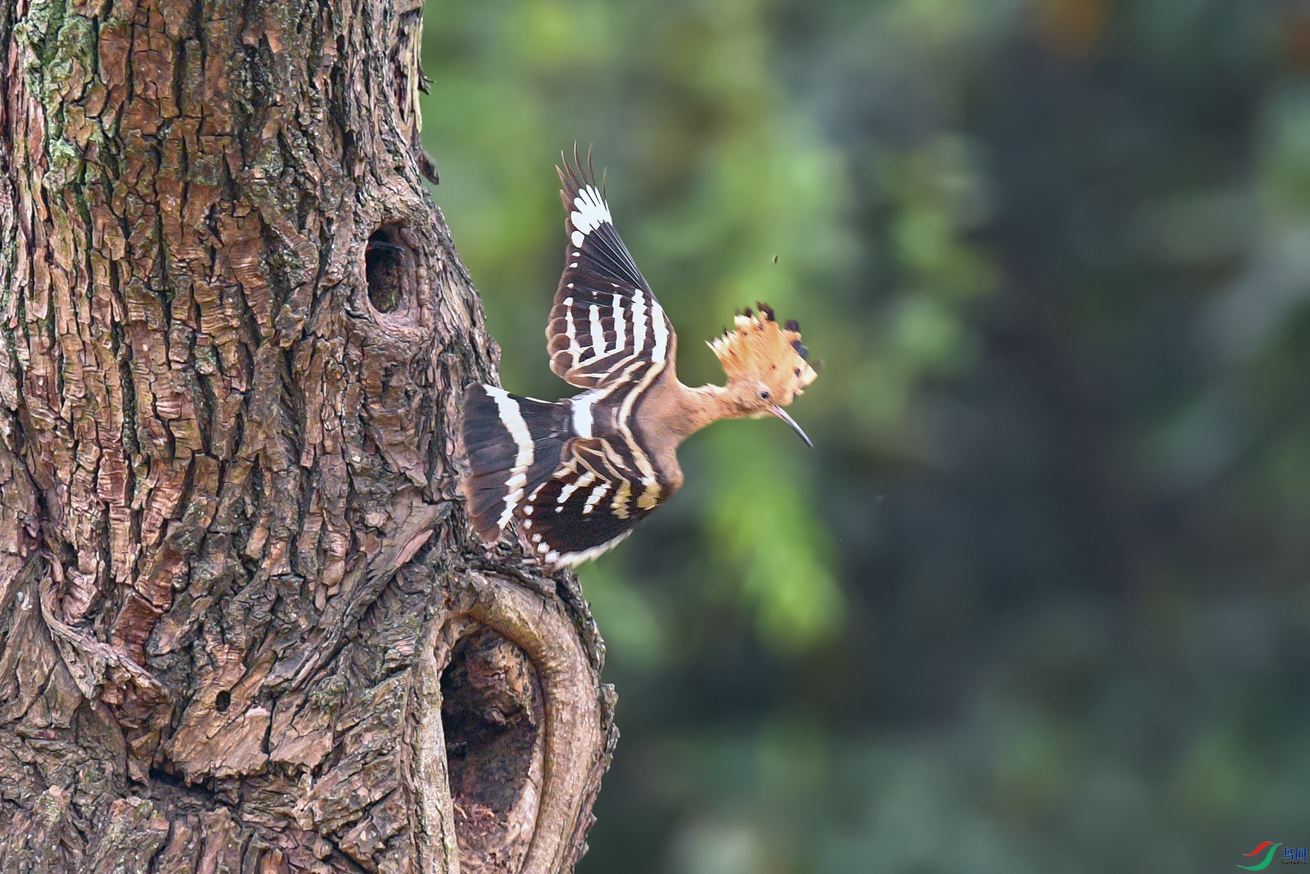 DSC_4303aa.jpg