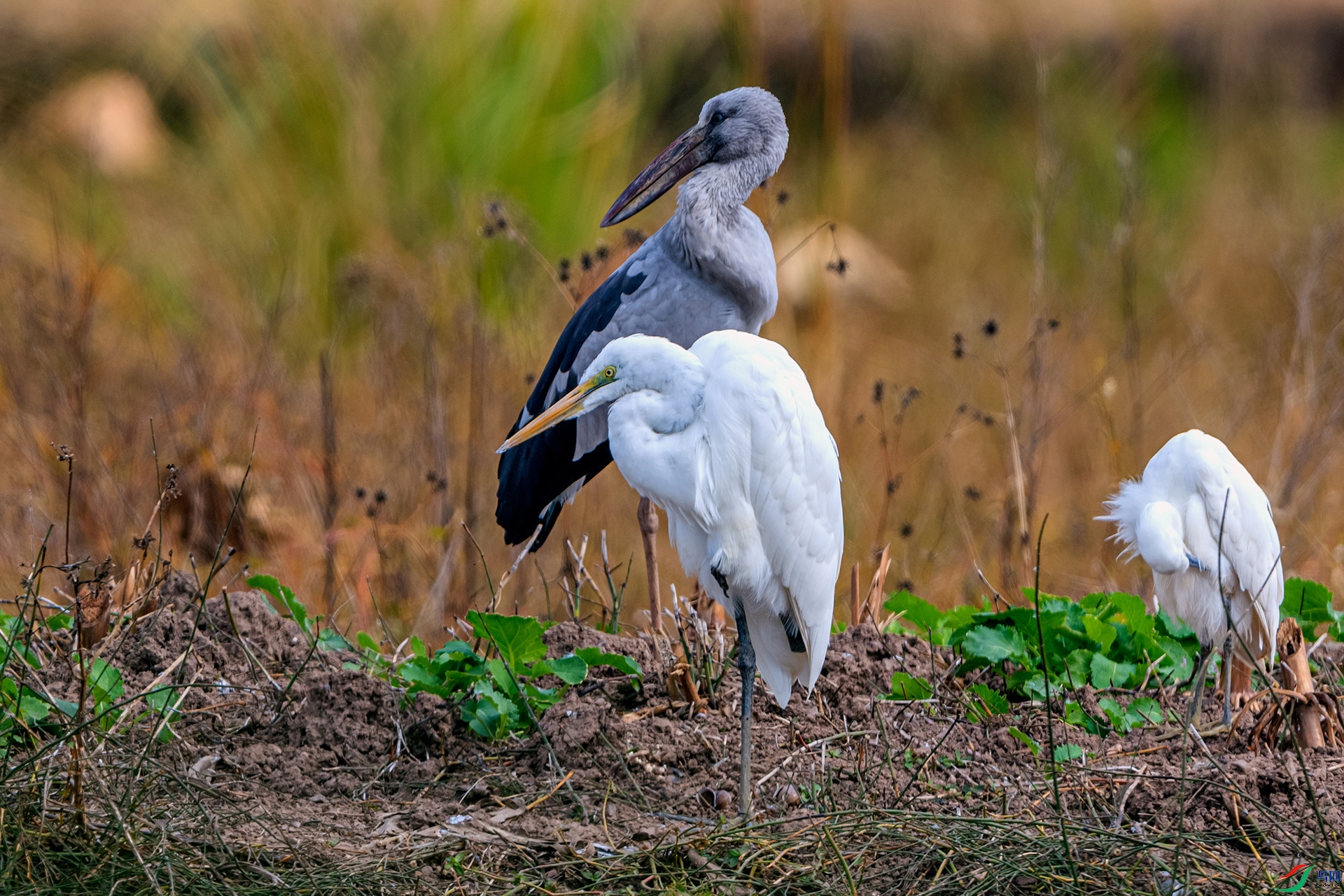 _AUU2142 ��г(25.12.3).jpg