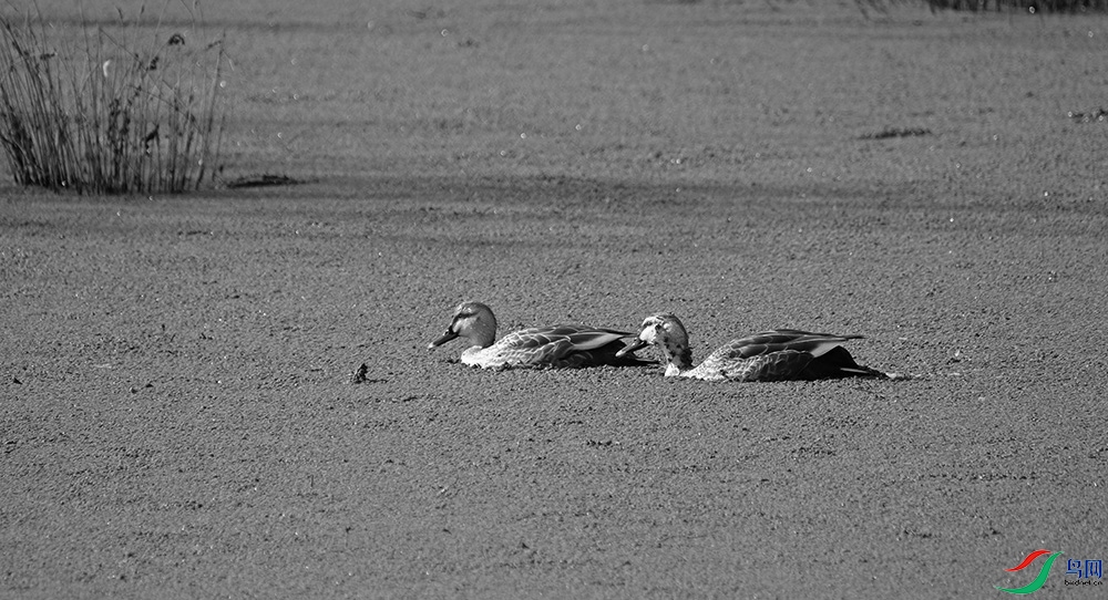 DSCF4040.1.jpg