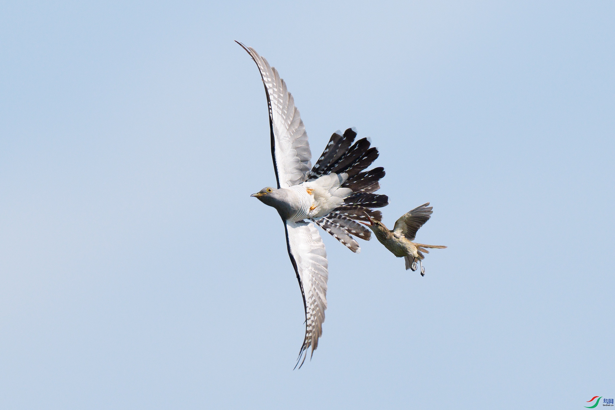 DSC02545-- acr����.jpg
