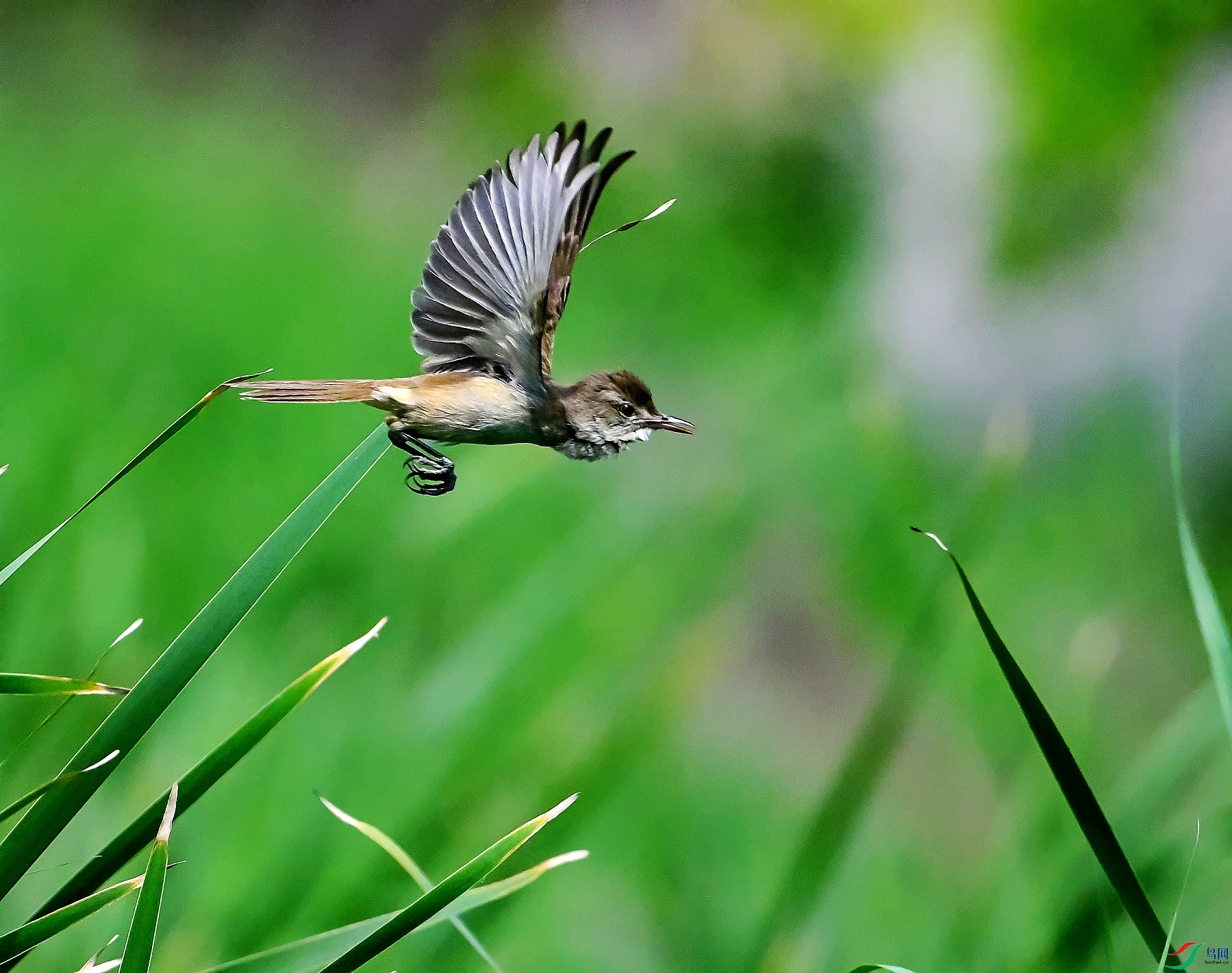 DSC_4521---_conew1.jpg