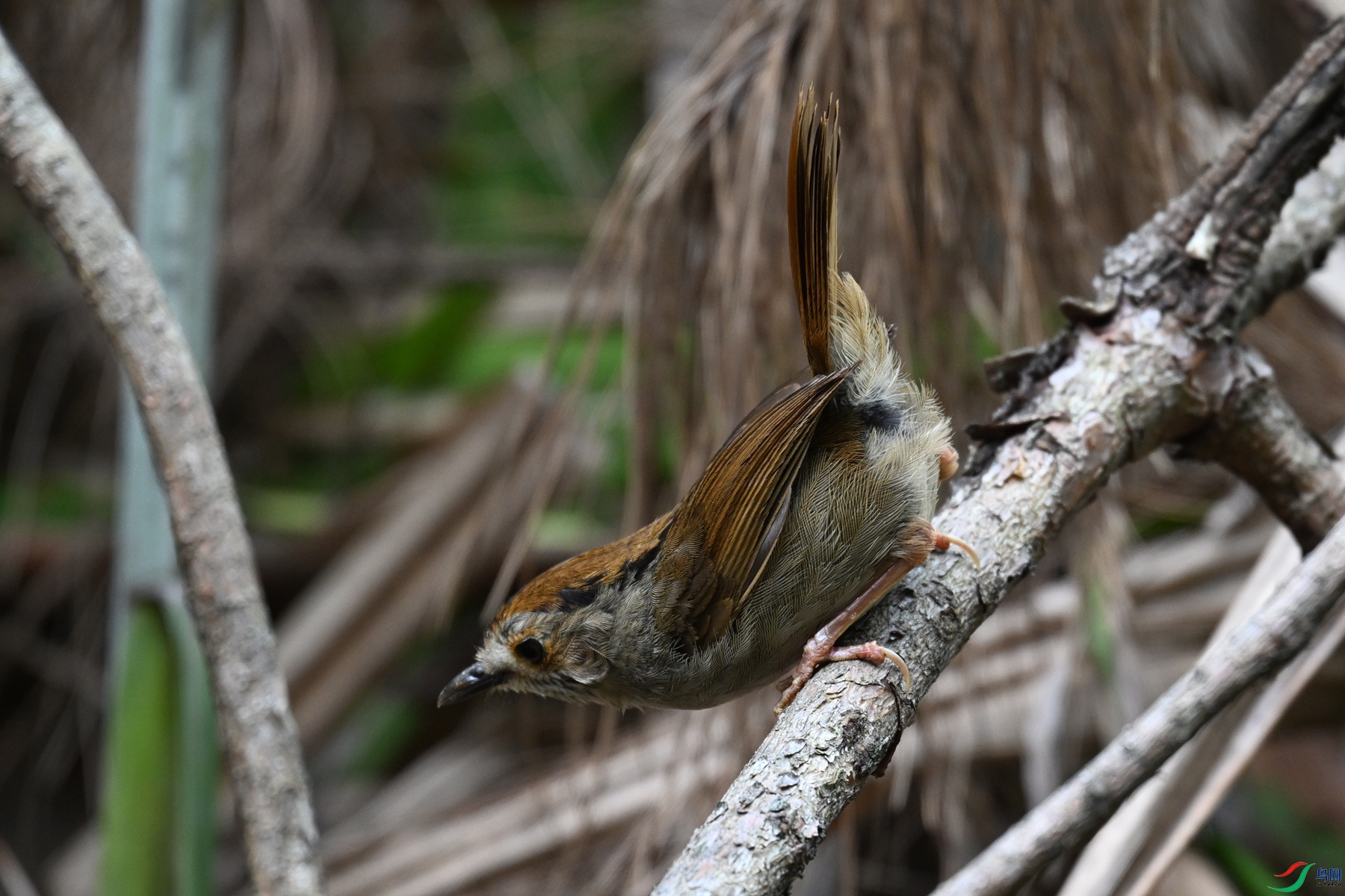 DSC_0245.JPG