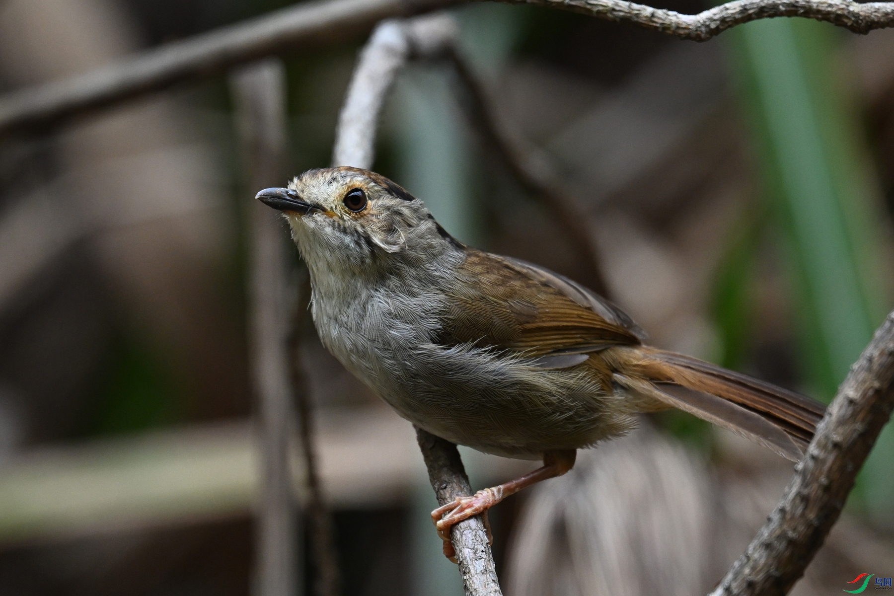 DSC_0283.JPG