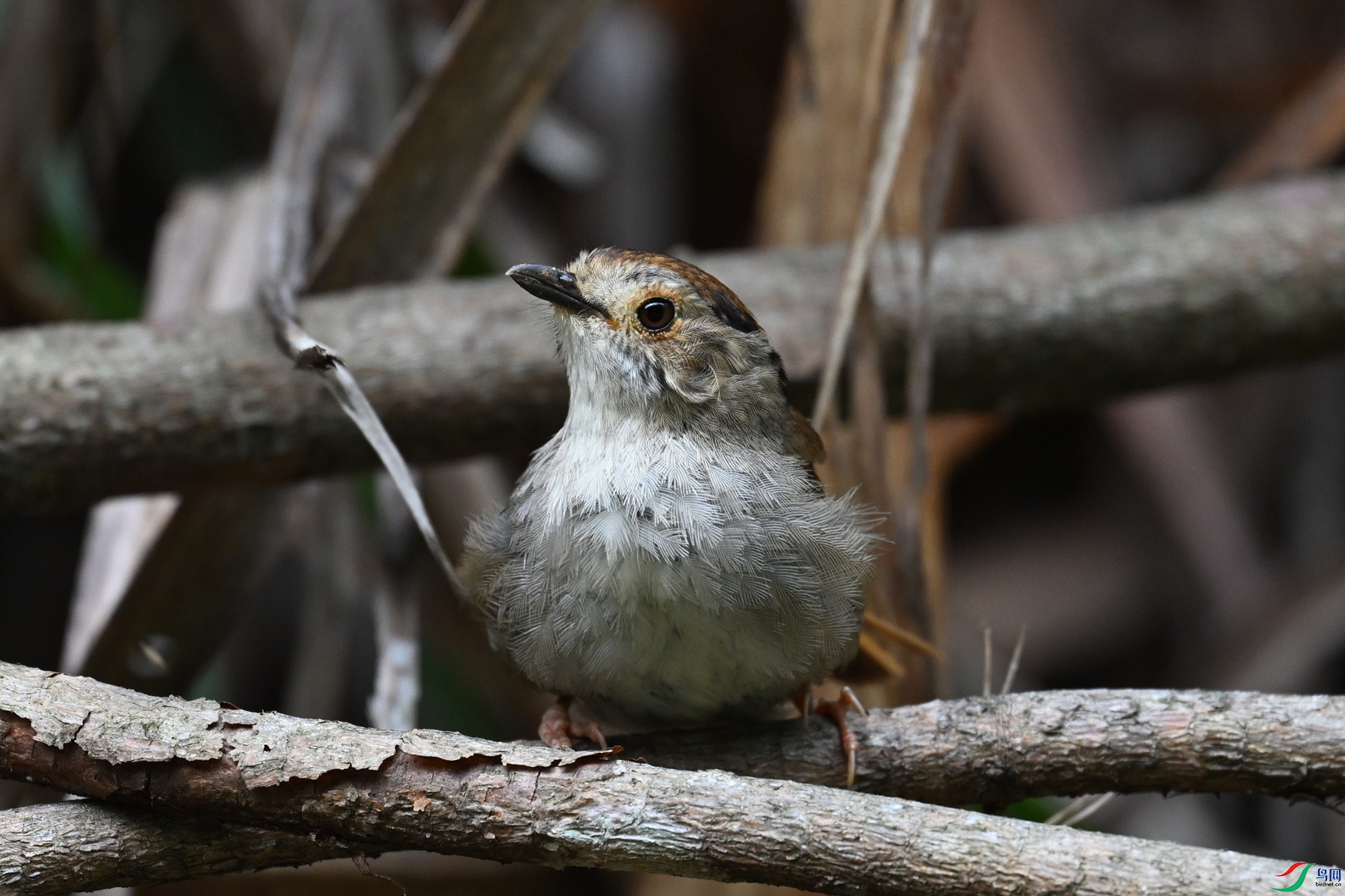 DSC_0254.JPG