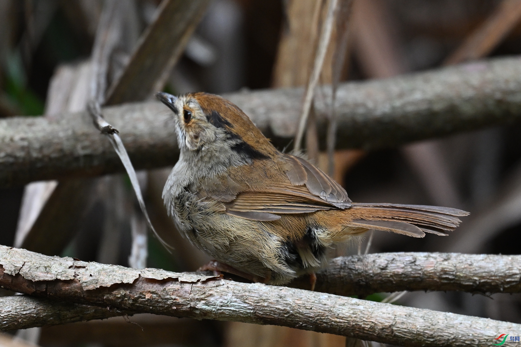 DSC_0257.JPG