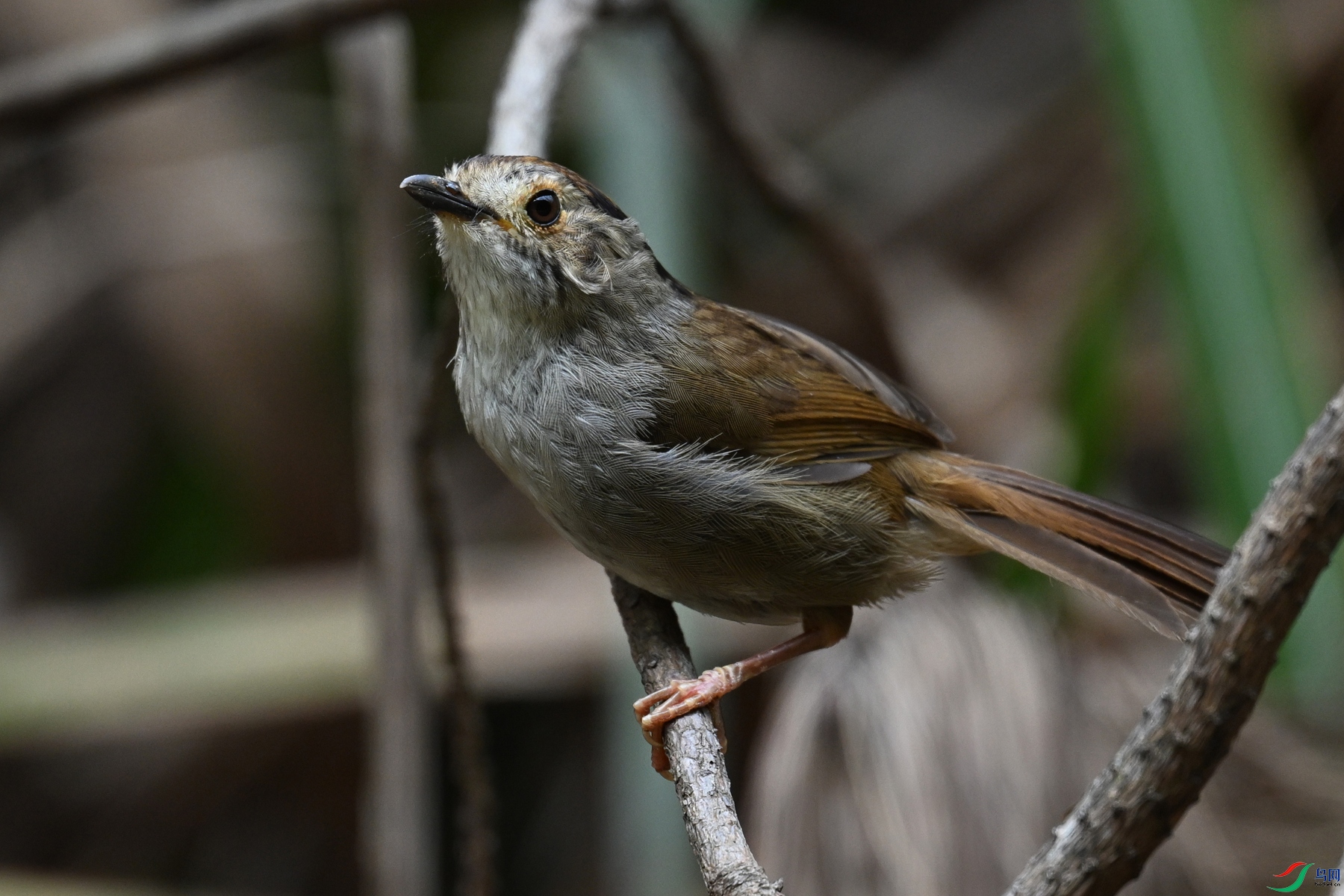 DSC_0276.JPG