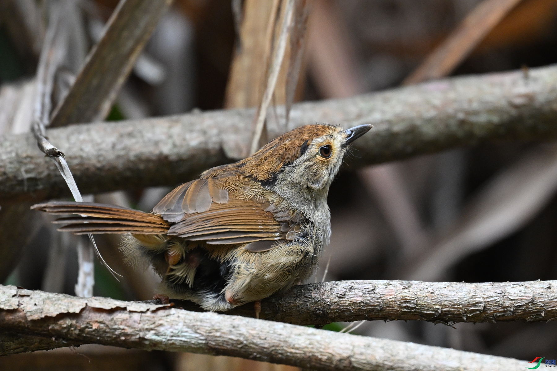 DSC_0260.JPG