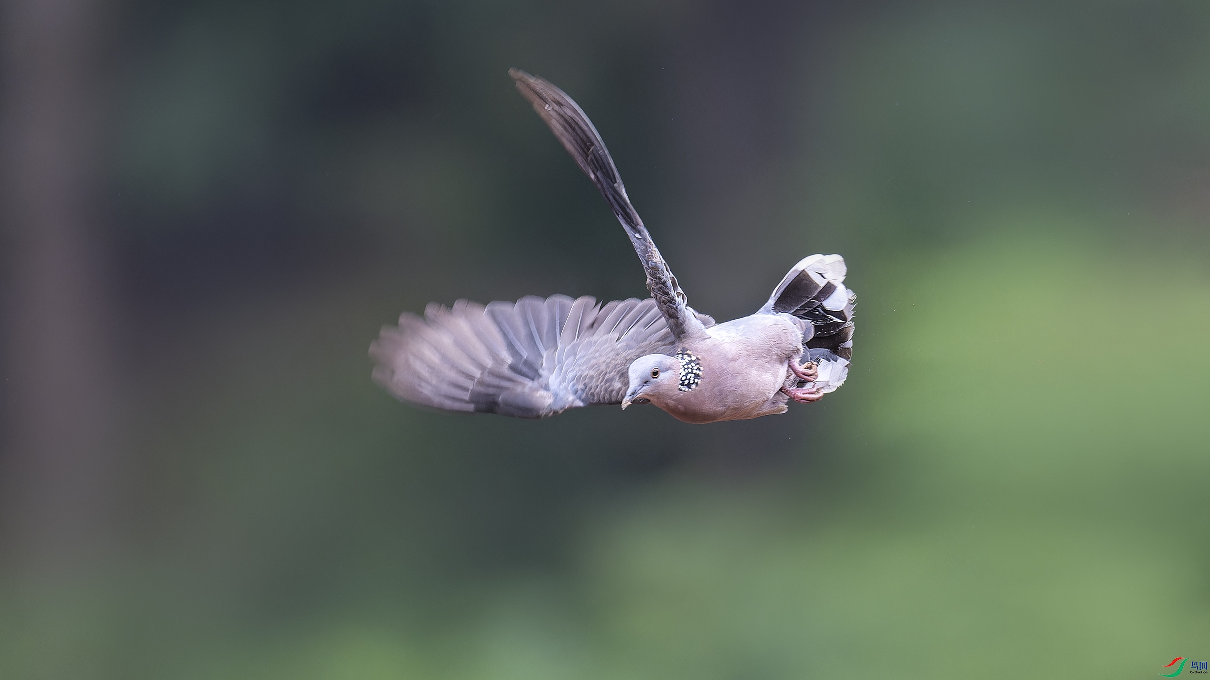 DSC_9621_DxO1.jpg