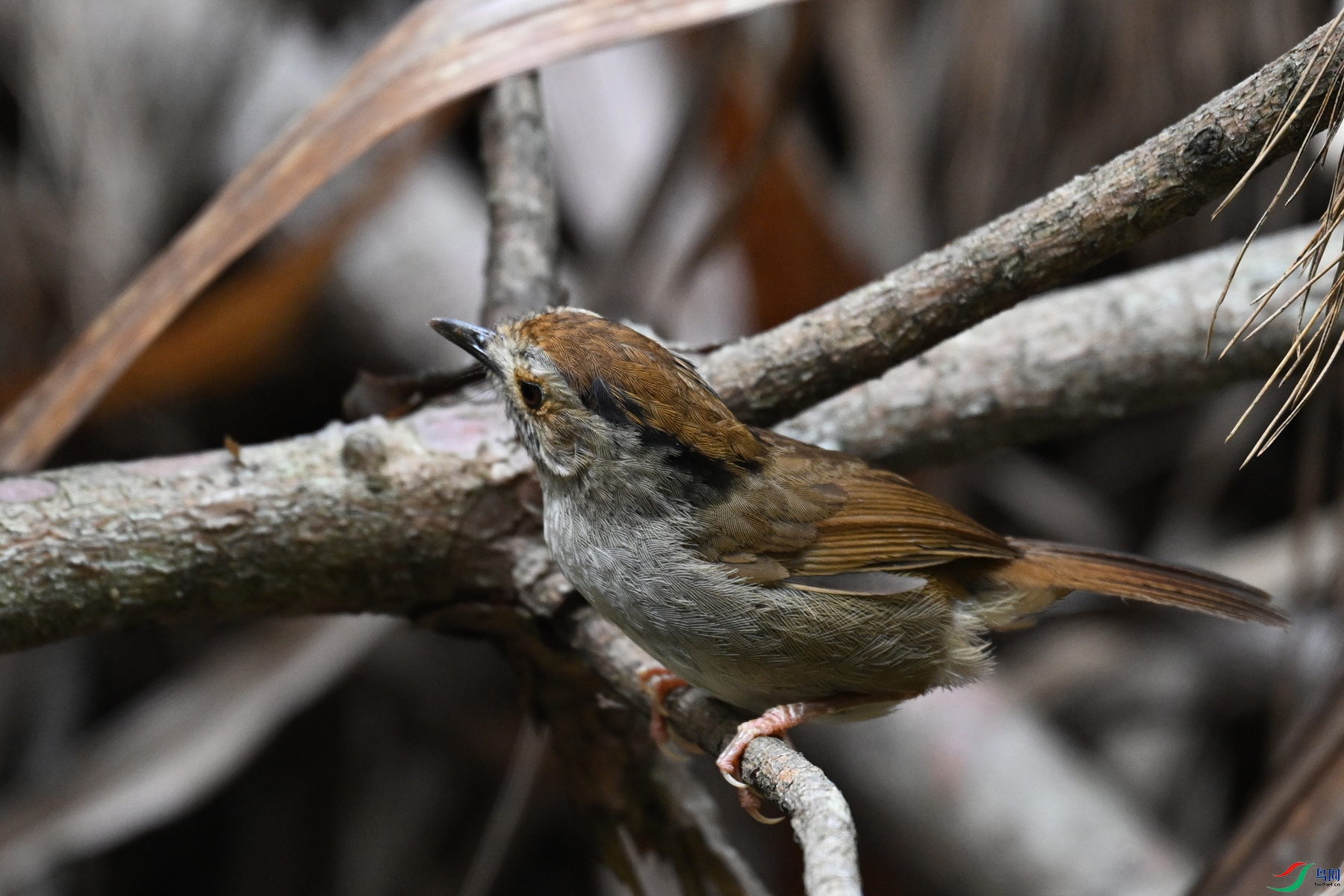 DSC_0302.JPG