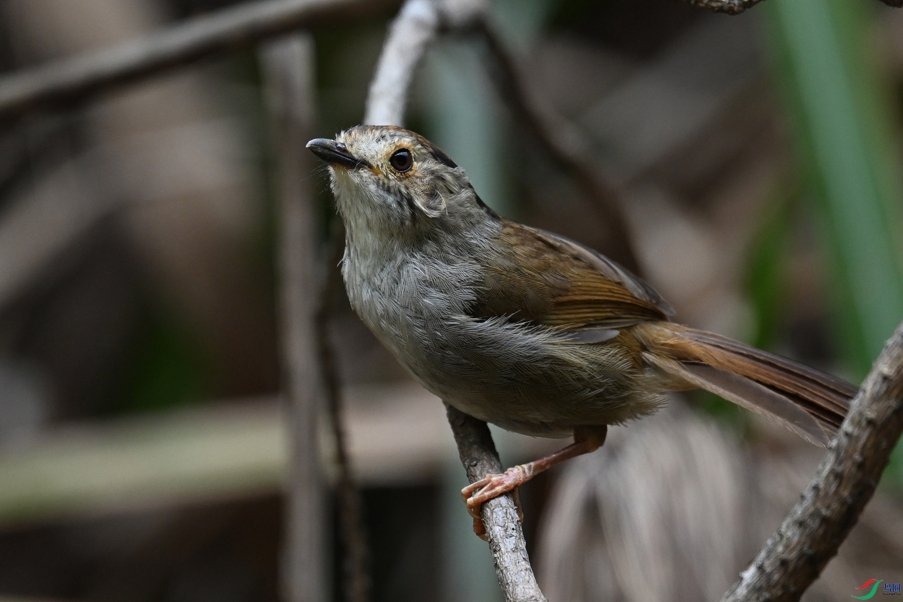 DSC_0278.JPG