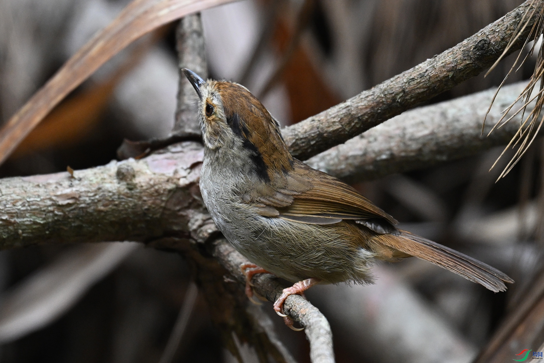 DSC_0306.JPG