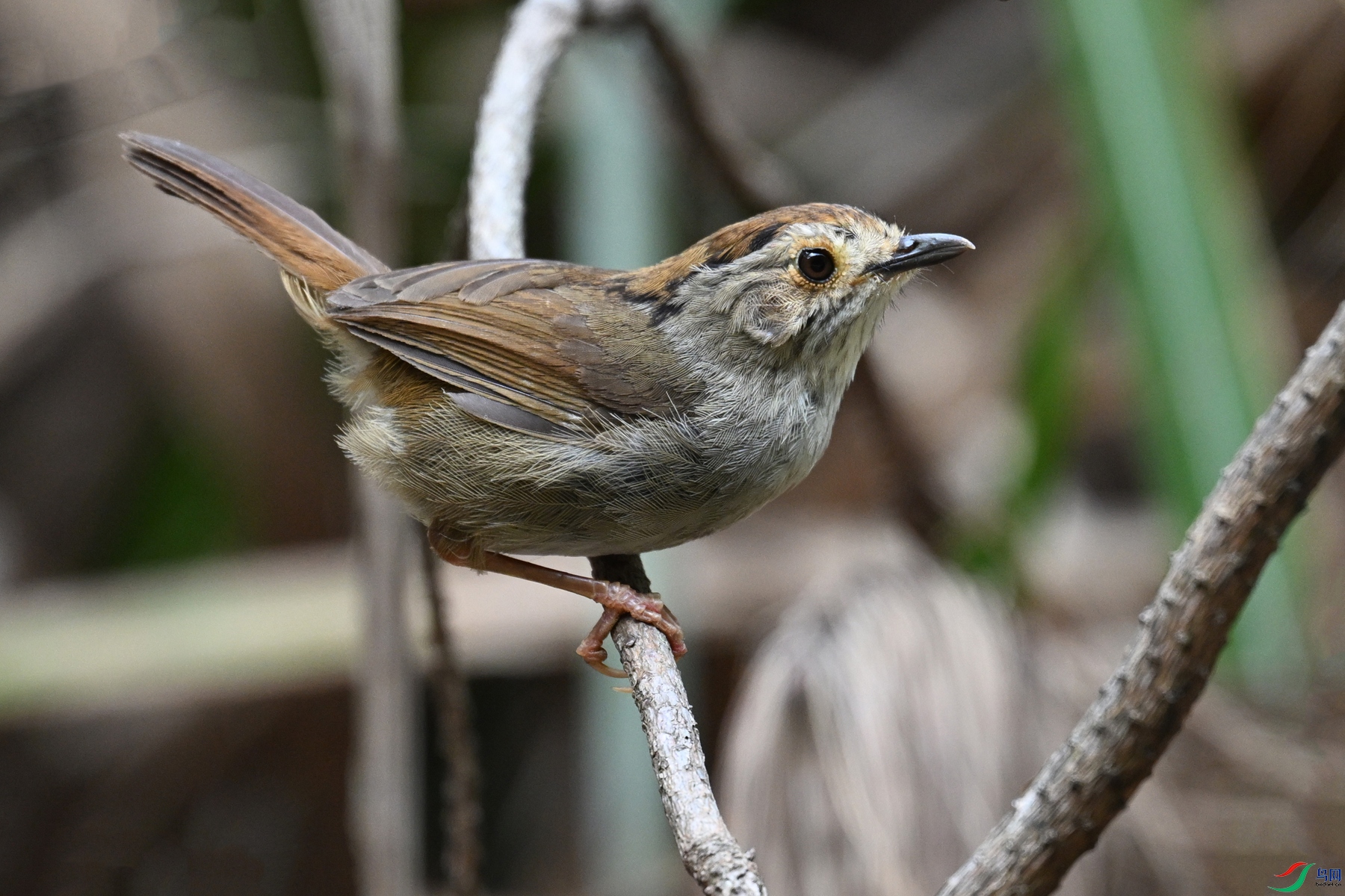 DSC_0288.JPG