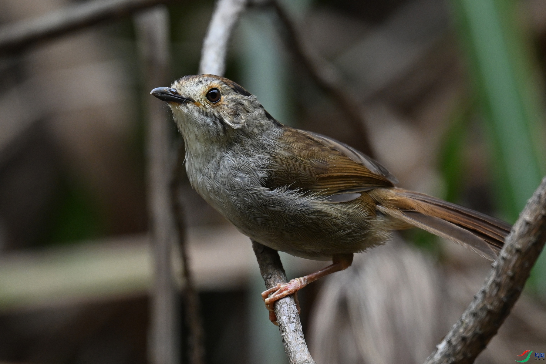 DSC_0280.JPG